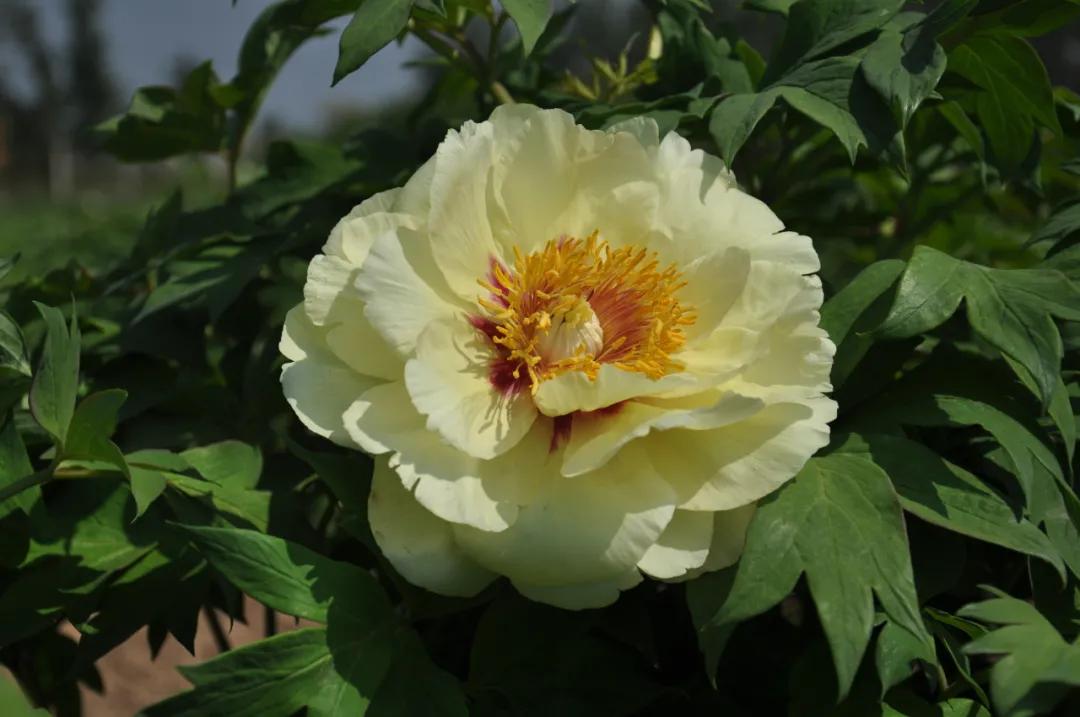 国色天香牡丹花雍容华贵,花中之王国色天香牡丹花