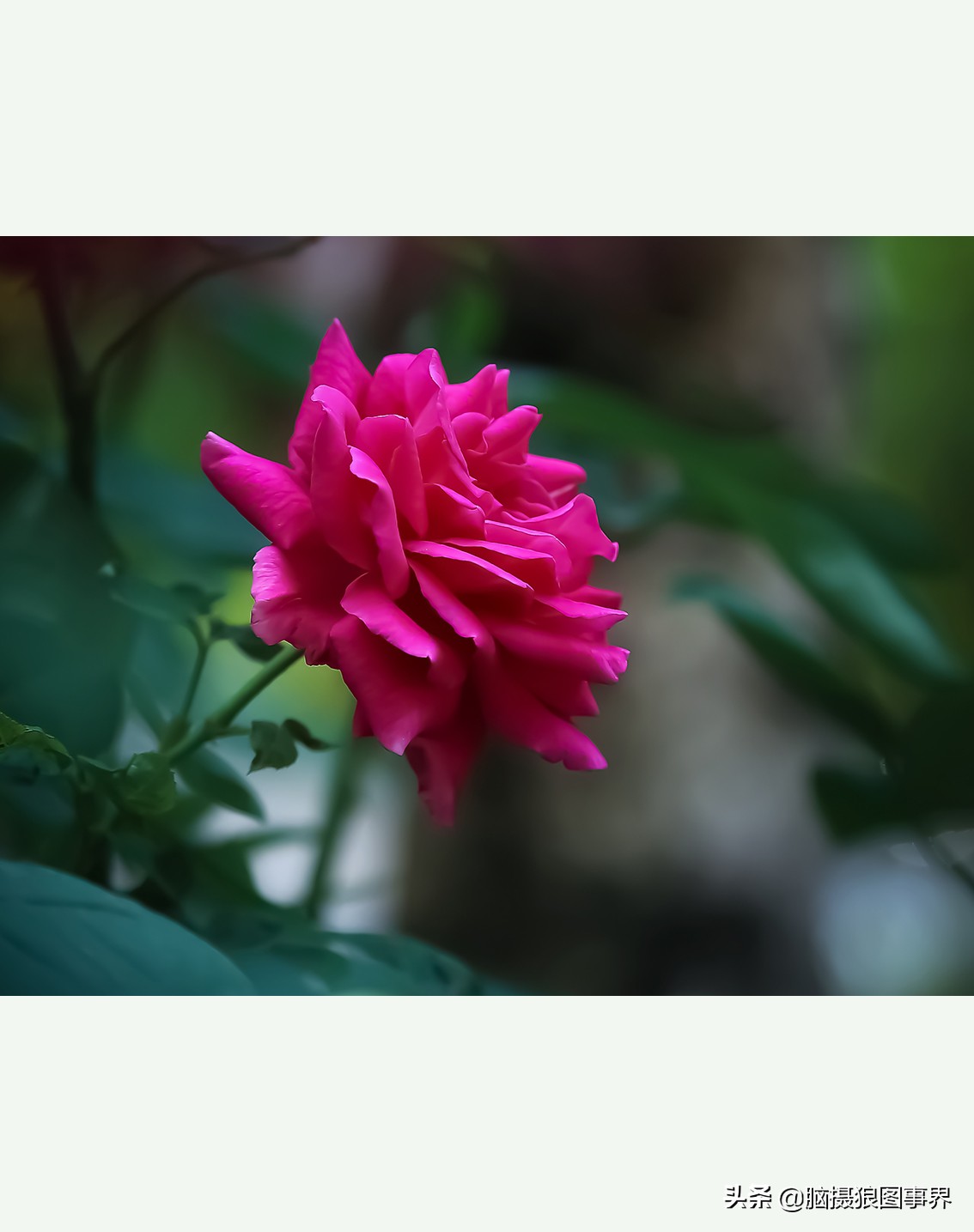 超清玫瑰花唯美图片,高清浪漫玫瑰花照片