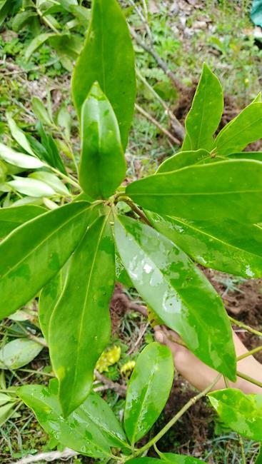 八角的香气是香料中最霸气的,八角和什么香料都具有芳香的气味
