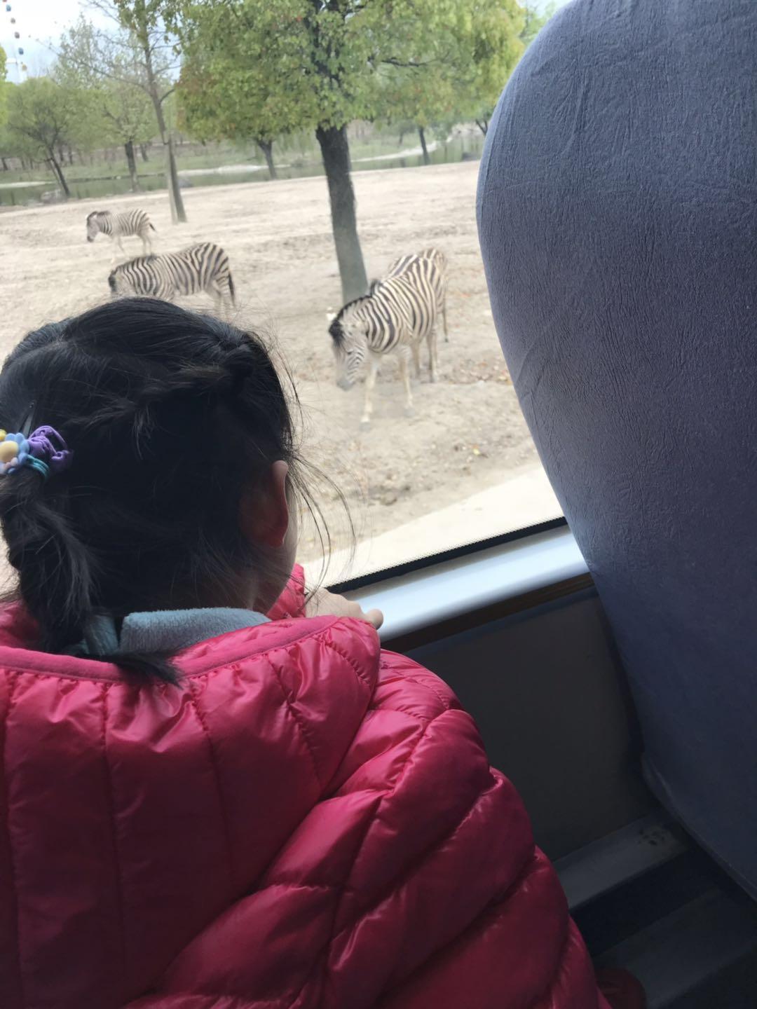 上海野生动物园太阳广场节目安排,上海野生动物园建议游玩时间