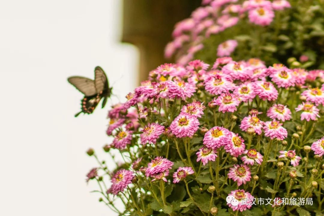 花点时间游荆门,花点时间武汉天地店