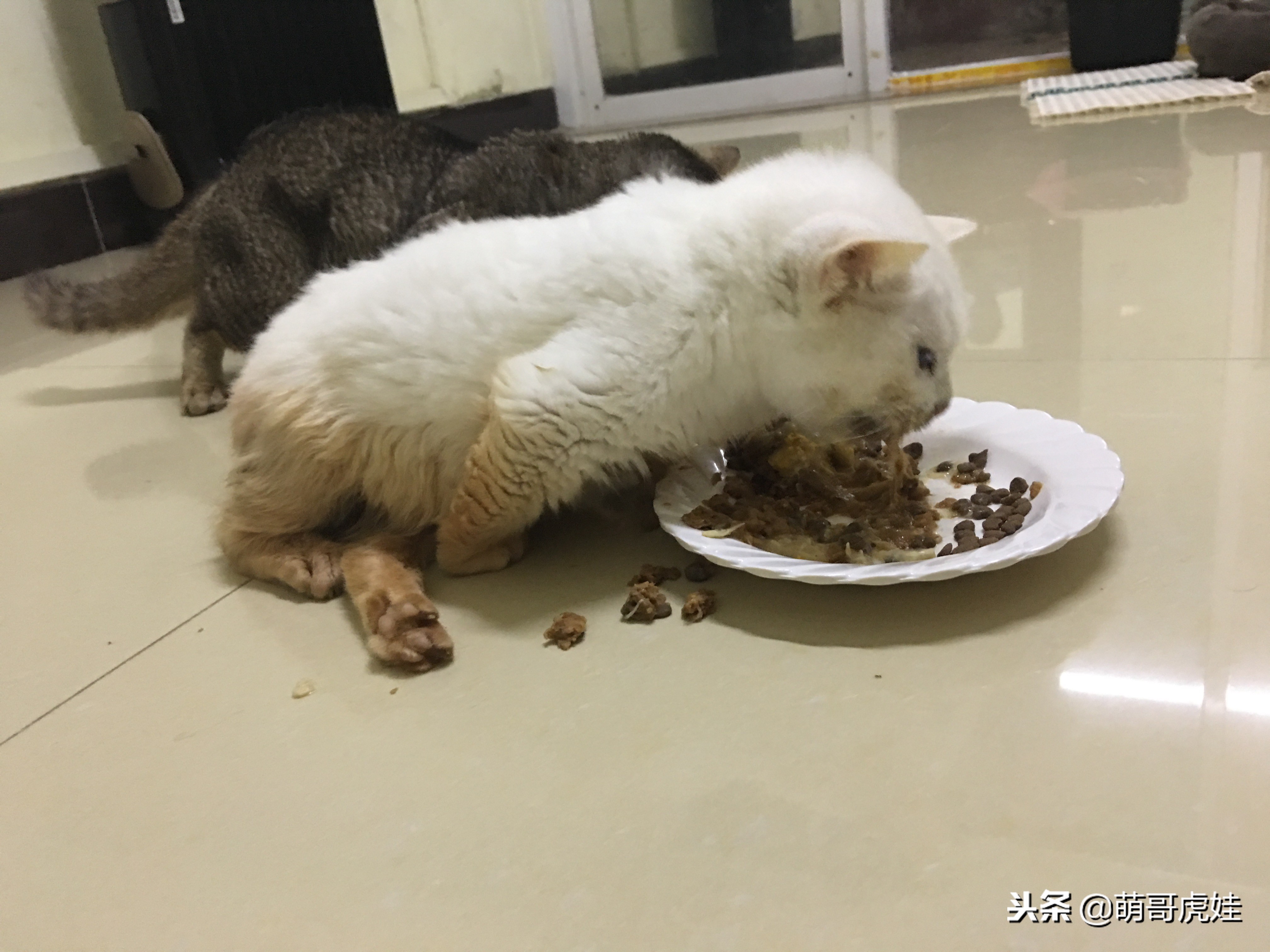 猫咪后腿突然站不起来了,猫咪后腿无力走路不稳一直叫