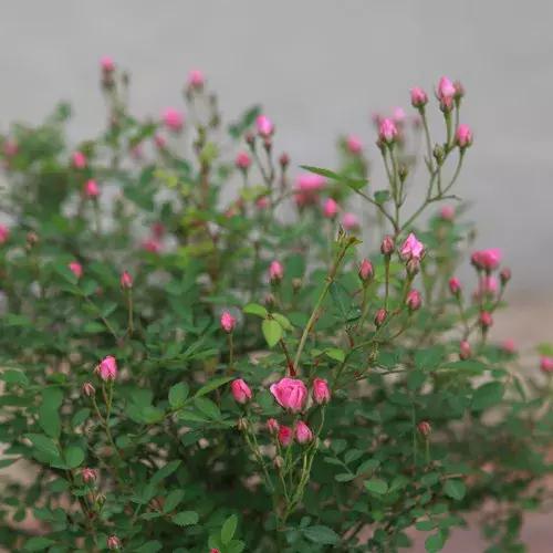 耐晒又香又好养的阳台月季,阳台月季好养吗