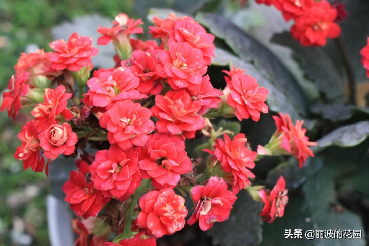 闀垮鑺辩孩鐙愮嫺鍙剁墖,绾㈢嫄鐙搁暱瀵胯姳鑺辨湹