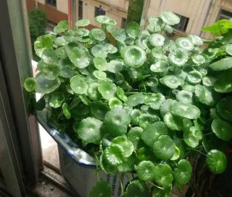 养花如何避免长杂草,养花土里的杂草怎么处理