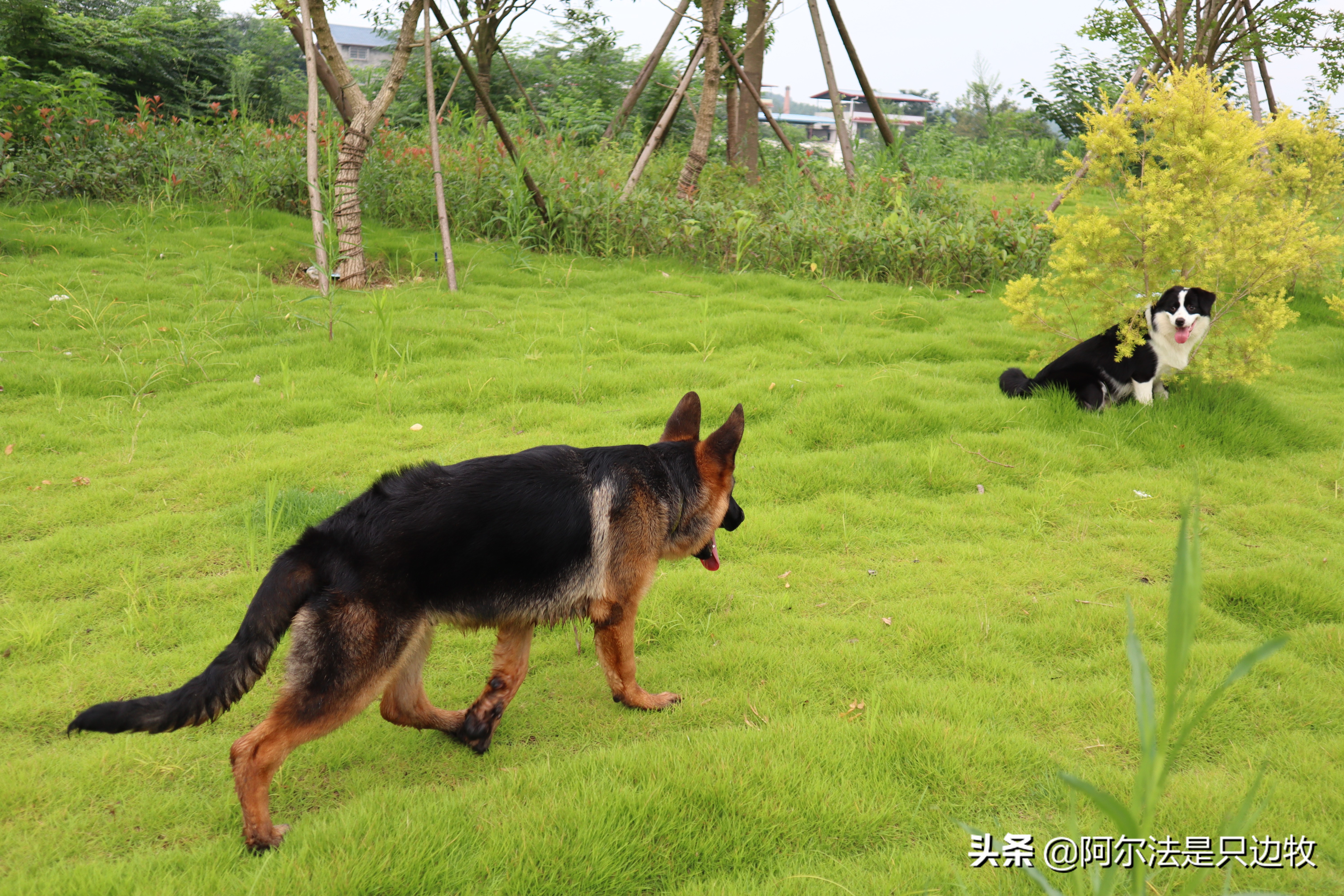 几乎每个狗狗都吃过屎？狗吃屎的原因是什么，如何才能解决