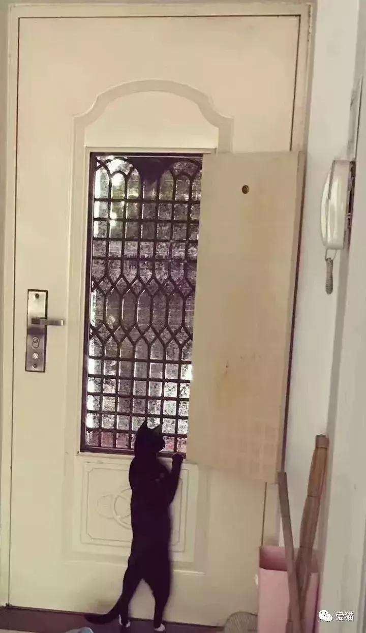 猫是否知道自己是猫,猫知自己是猫么