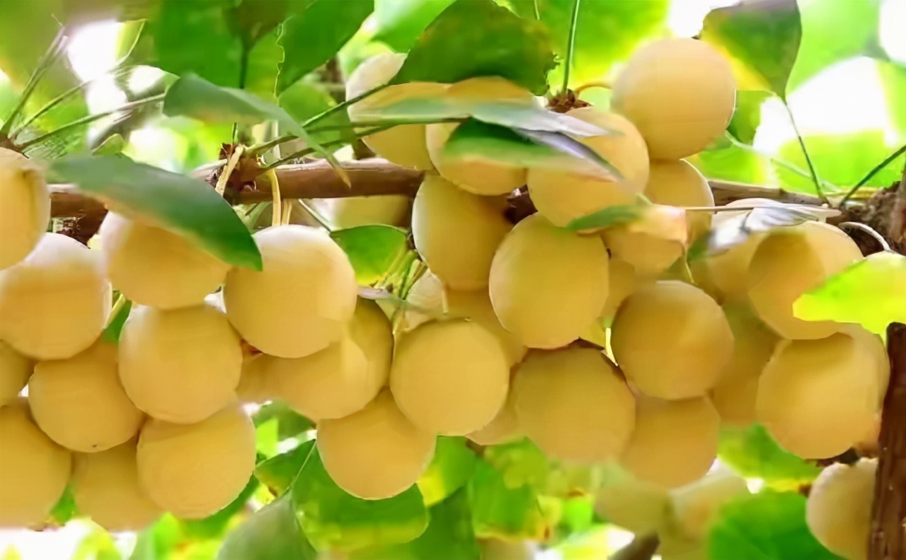 100种最毒的毒花,20种有毒的大毒花