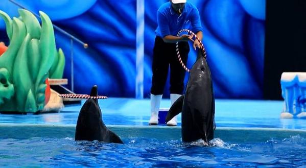 小梅沙海洋世界套票2021,小梅沙海洋世界门票