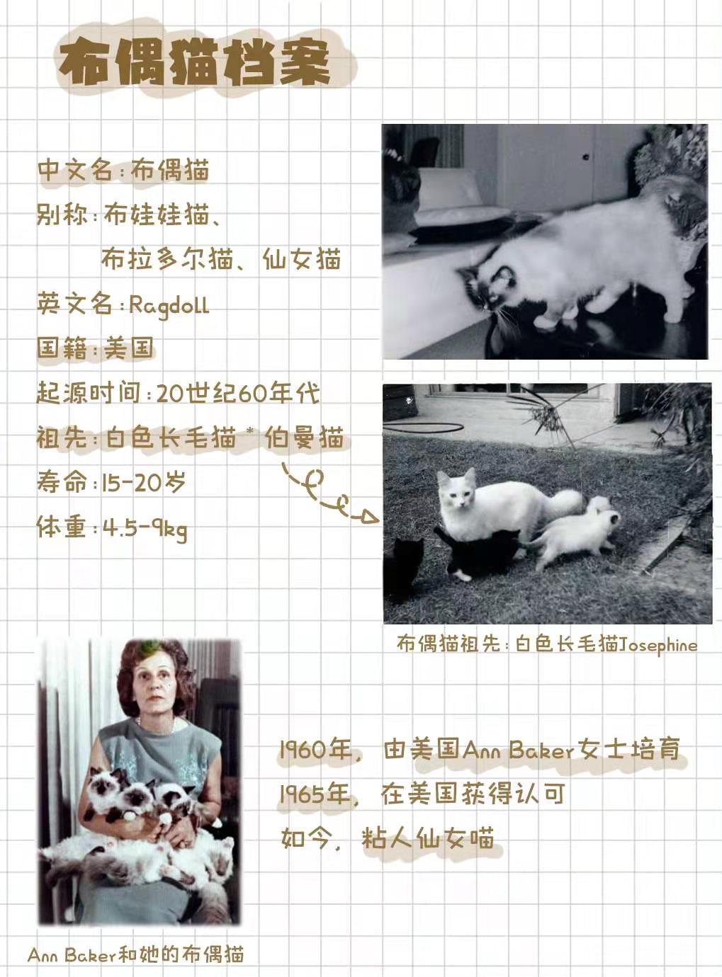 布偶仙女猫高清图片,布偶猫的前世今生