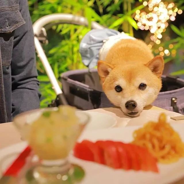 比人还会拍照的狗，简直萌炸朋友圈了