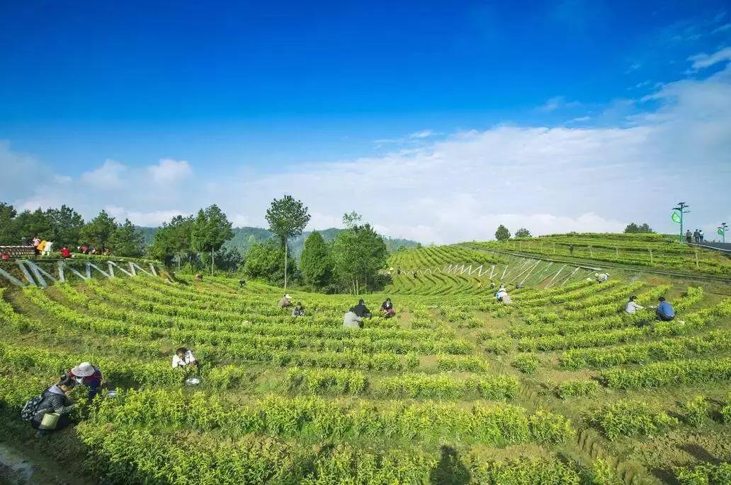 第8届四川国际茶业博览会,四川茶博会在哪里举办