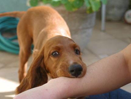 狂犬病疫苗死亡率,狂犬病疫苗注射的注意事项有哪些