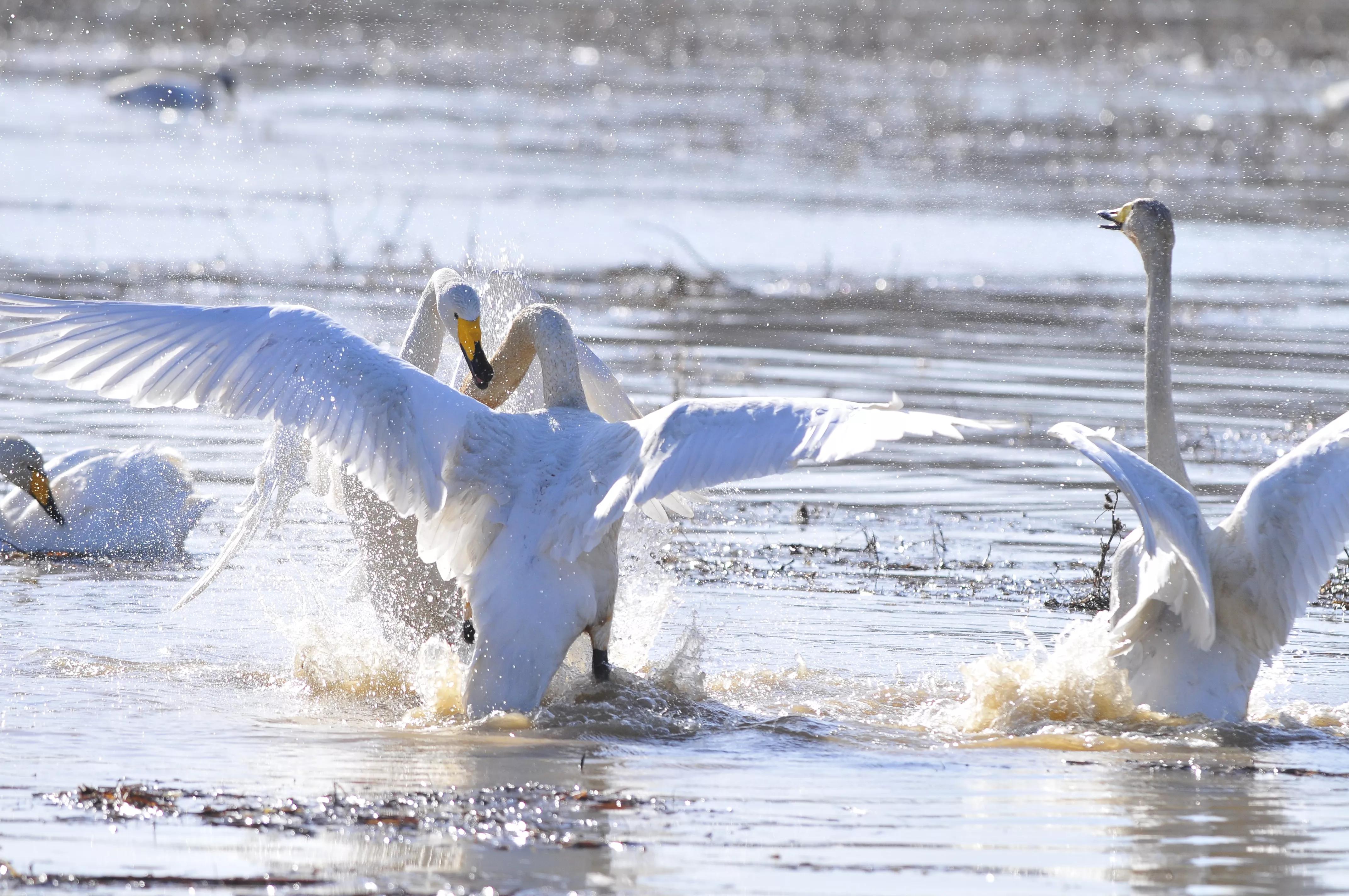 D300s+300F4拍摄/满意，趣解/天鹅斗：只动嘴不动手