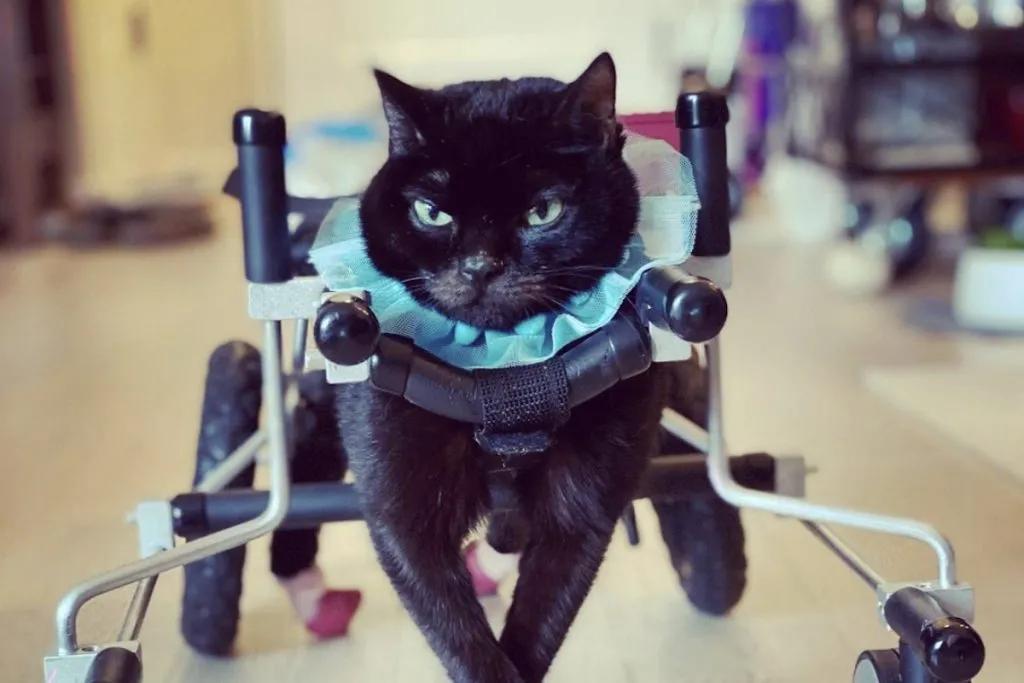 小脑发育不良的猫,猫咪小脑发育不全能治好吗