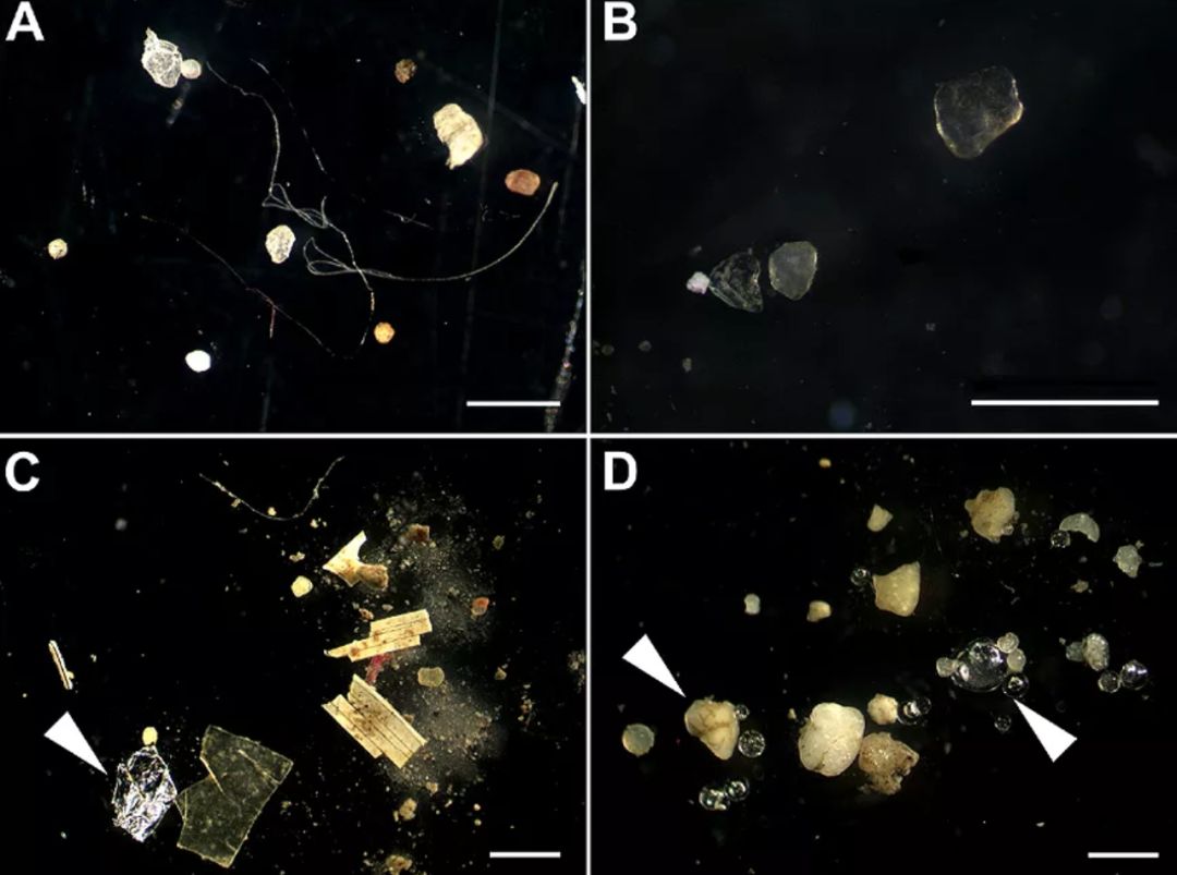 「避毒简讯」2019年07月-08月