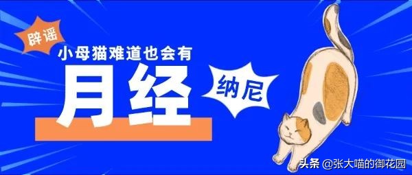铲屎官一定要知道猫咪的求救信号,铲屎官最担心猫咪的几件事