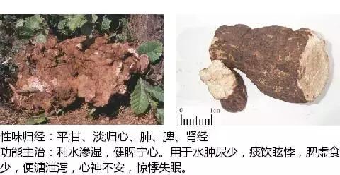 常用中草药名称大全图片及药效,常用中草药药效大全