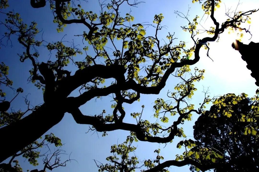 昆明市区旅游推荐避暑,昆明小众避暑景区推荐一下