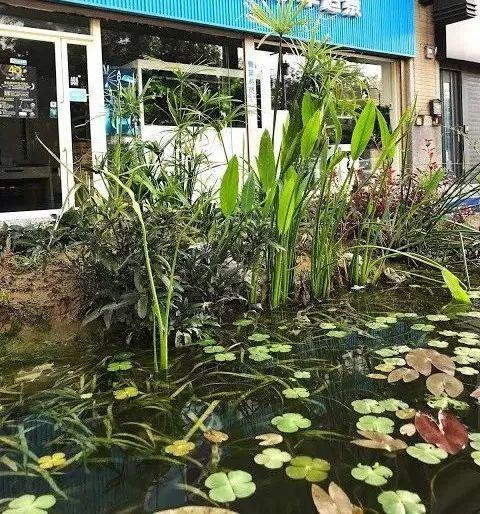 鱼池如何改造成花池,花池改鱼池如何做过滤