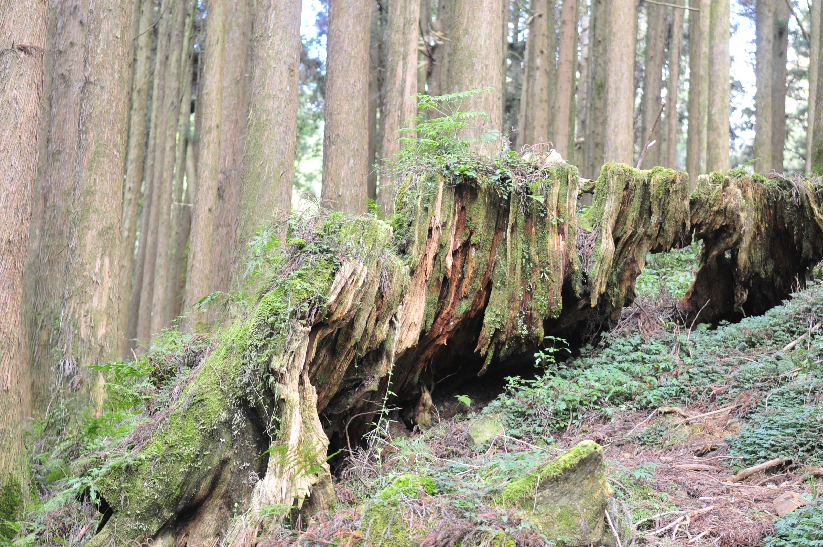 阿里山的故事告诉我们什么,台湾古树的故事