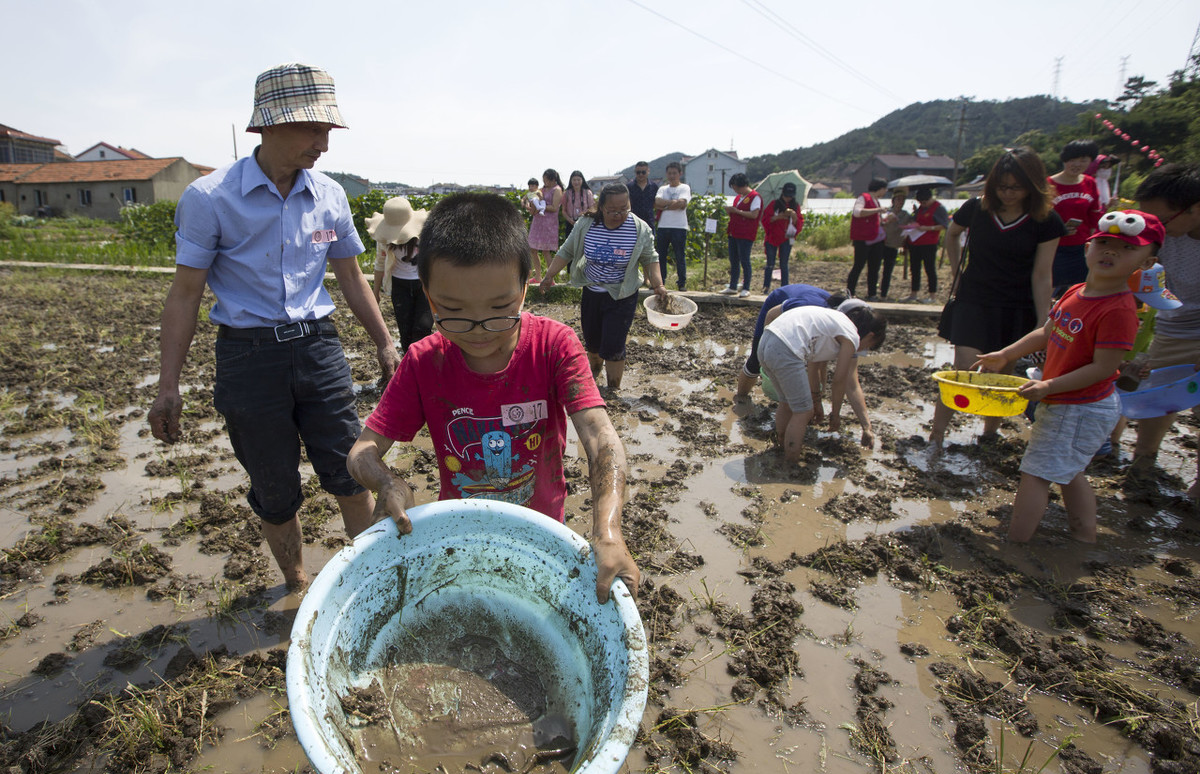 田里泥鳅有什么现象,野生泥鳅和养殖泥鳅的功效
