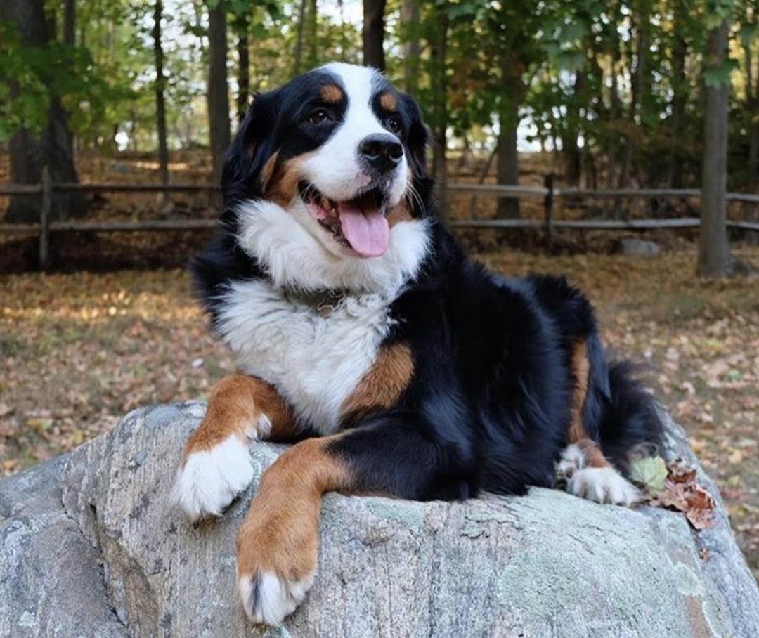 惹人喜爱的萌犬,萌犬