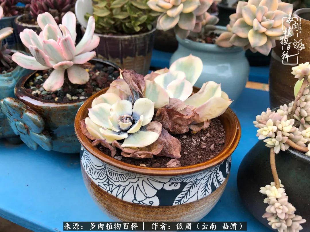 多肉怎么养度夏,多肉怎么养之度夏篇