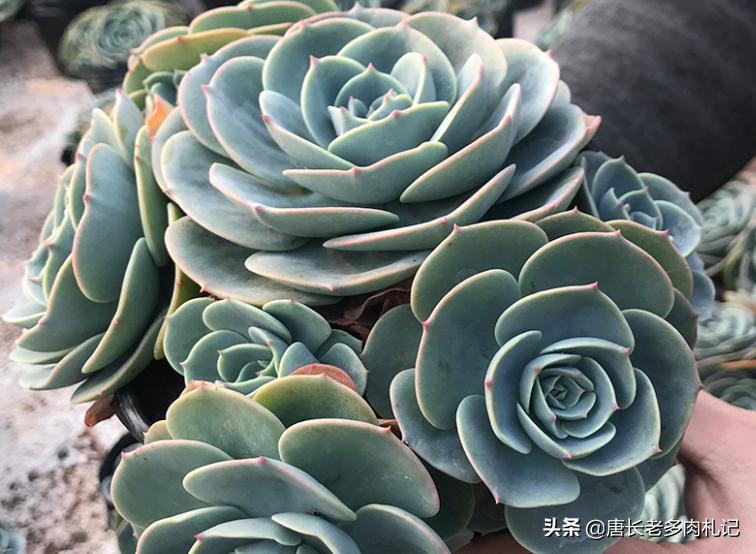 玉蝶夏季能不能摘心,怎么给多肉玉缀换盆