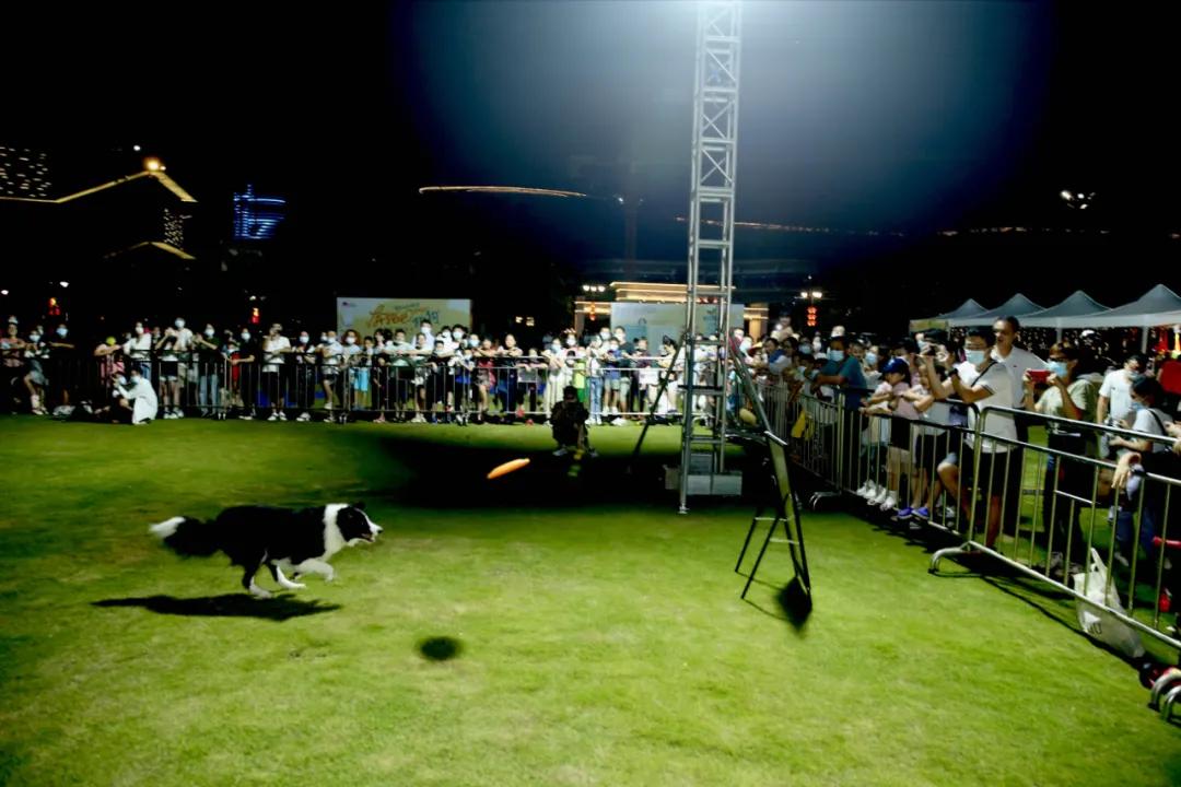 还记得那只C位出道的珠海狗狗么？