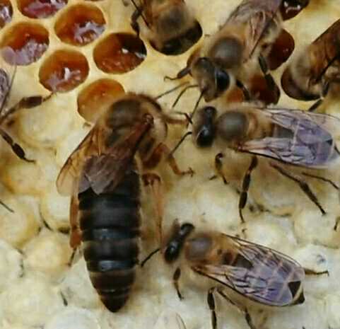 蜜蜂囊状幼虫病特效药,蜜蜂囊状幼虫病如何治疗