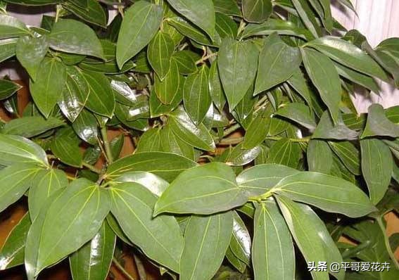 平安树叶子发干发黄怎么回事,平安树叶子一直发黄什么原因