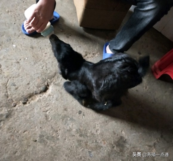 90后养羊专业户,最赚钱的养羊模式