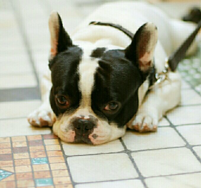 预防犬细小病毒的最好方法,犬细小病毒会传染给人吗