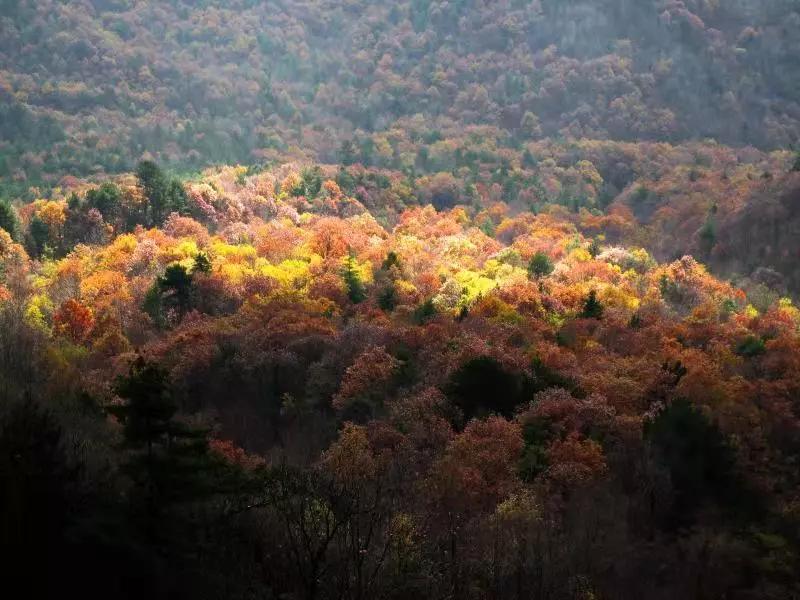 陕西汉中黎坪红叶,汉中黎坪红叶免费