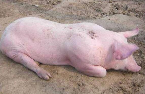 猪口蹄溃烂用什么药,猪口蹄恢复后还会得口蹄疫吗