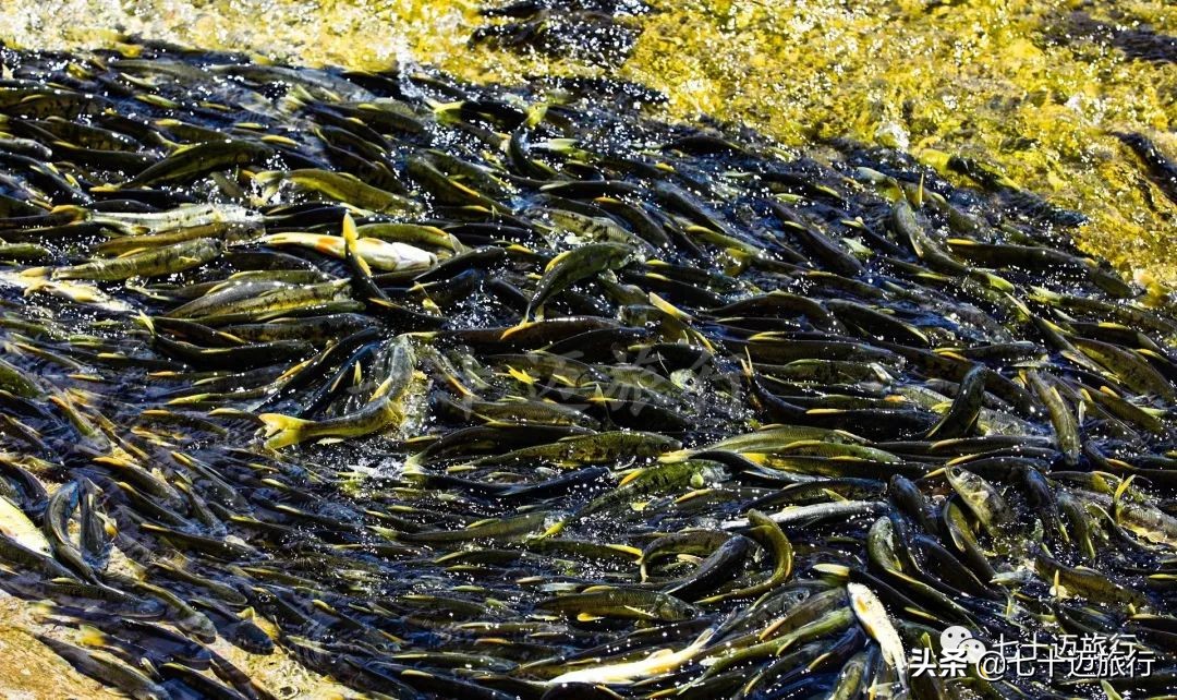 自驾游青海湖景点攻略图片最新版,青海湖自驾游必去景点攻略图