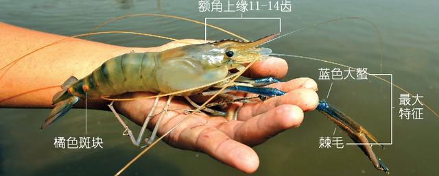 硬壳罗氏虾和软壳罗氏虾的区别,罗氏虾鳌虾甜虾有什么不同