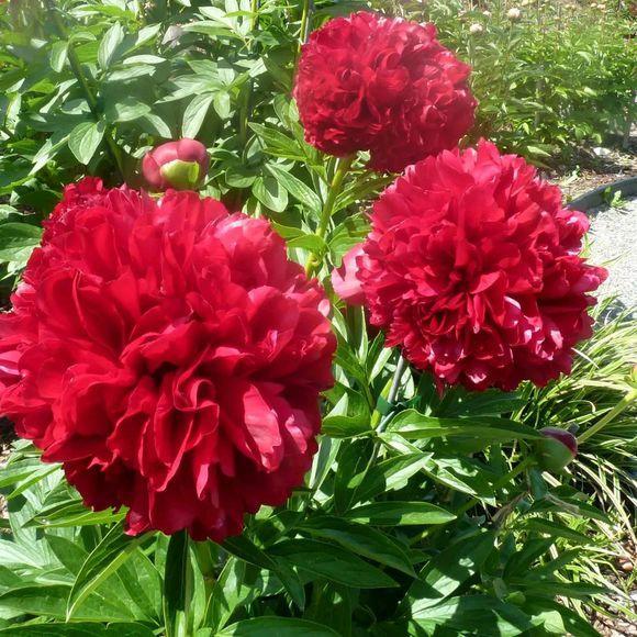 芍药花的养护方法文字,芍药的切花养护方法