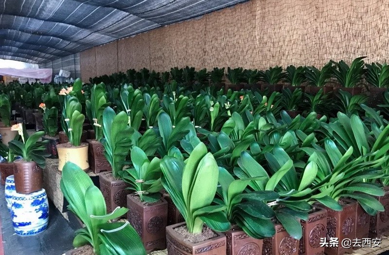 去哪里买多肉植物便宜又好,西安多肉植物哪里买