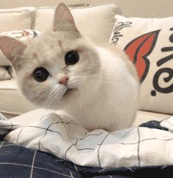 “在红岭中学就读是一种怎样的体验?”