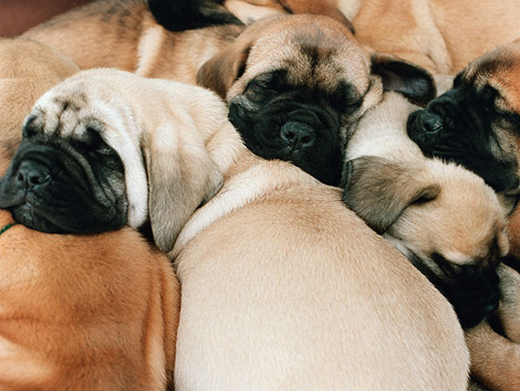 布鲁氏菌属于哪类传染病,布鲁氏菌病不容易查不出来吗