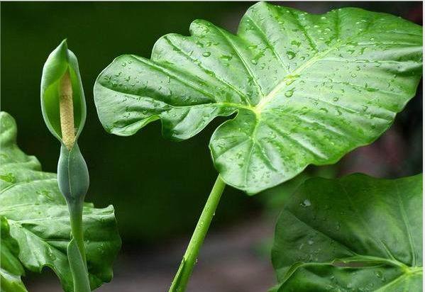 鎴峰涓嶈兘瑙︾鐨勬瘨鑺辨湁鍝簺,鍝簺姣掕姳涓嶈兘瑙︾