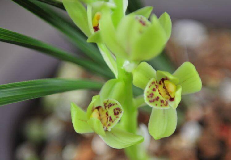 大花蕙兰即将出花苞期怎么养护,冬季大花蕙兰有花苞了怎么养护