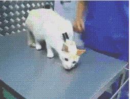 小猫咪身上有哪些神奇的开关,小猫咪身上的那些奇奇怪怪的开关