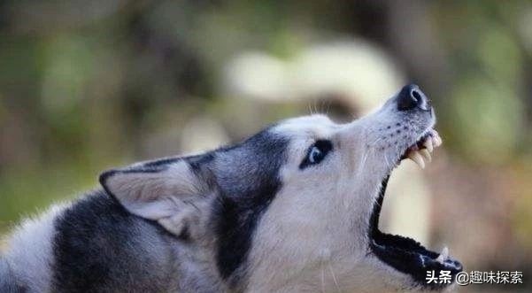 美国土狼发生“基因突变”，长出蓝眼，科学家：这样更适应环境