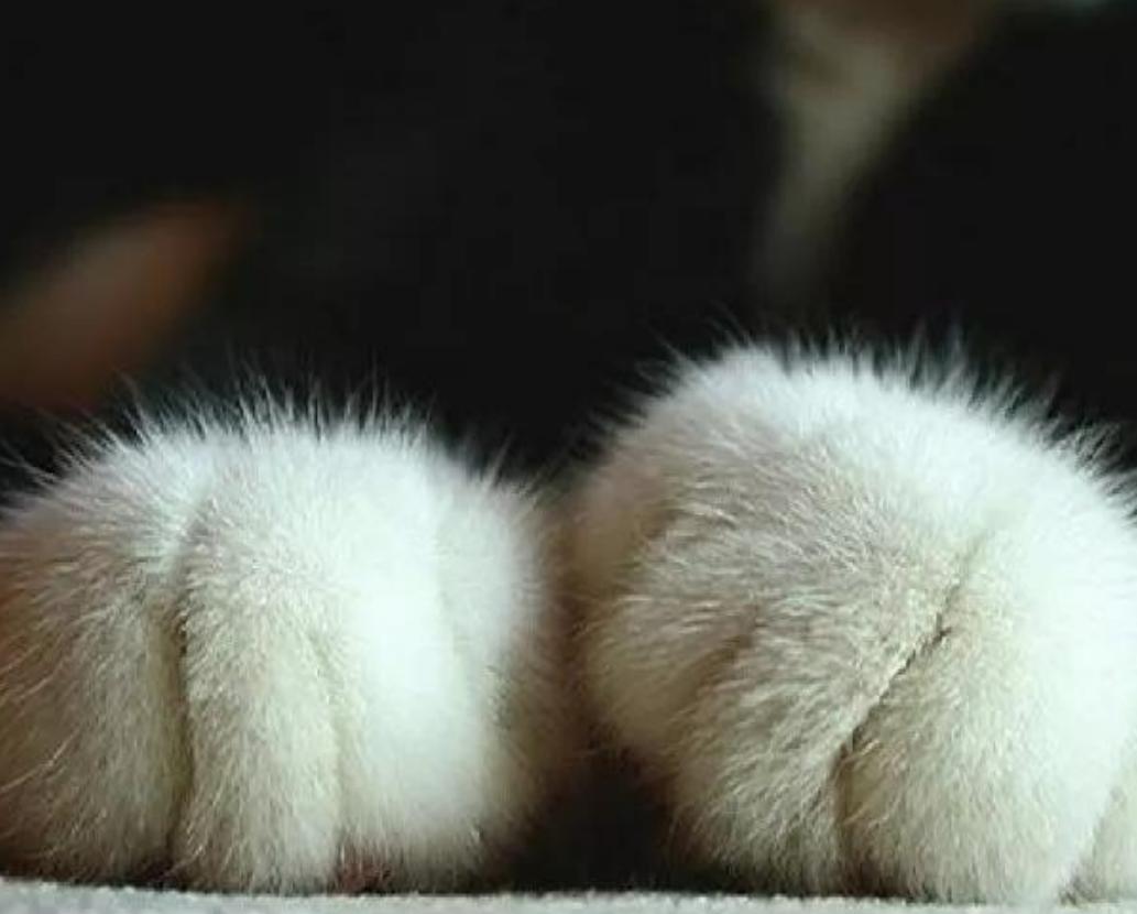 猫为什么爱磨下巴,猫为什么爪子挠沙发