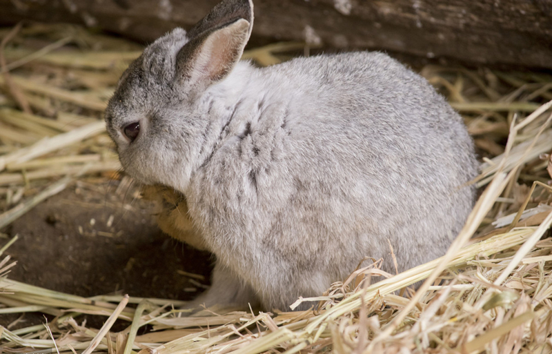 家兔养殖技术大全视频教程,家兔人工授精繁育技术操作演示