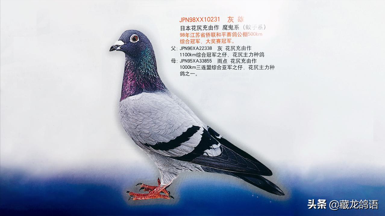 一份日本翔圣的赛鸽育种回忆录
