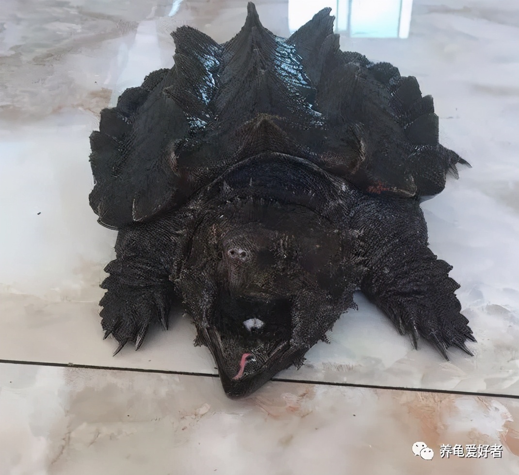 真正的大鳄龟，你可曾了解过？